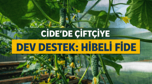 Cide’de Çiftçilere %50 Hibeli Hıyar Fidesi Desteği