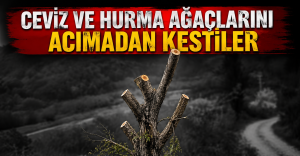 Elektrik Hatları İçin Yapılan Kesimler Köylüyü İsyan Ettirdi