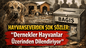 “Hayvanlar Üzerinden Bağış Toplayanlara İsyan: ‘Dernek Diyen Çok, Ortada Kimse Yok”
