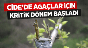 Cide’de Ağaç Aşılama Dönemi Başladı