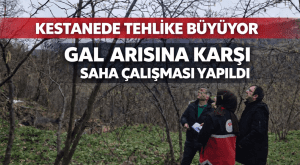 Cide’de Kestane Gal Arısına Karşı Bilimsel Saha Çalışması Yapıldı